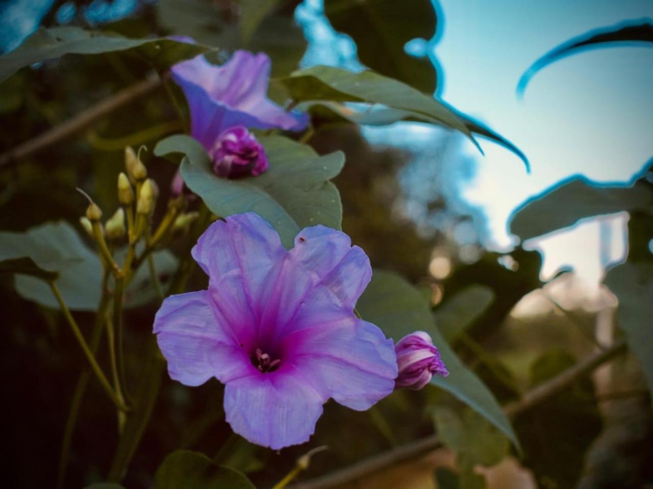 Pousada Gaiapia Morretes Bagian luar foto